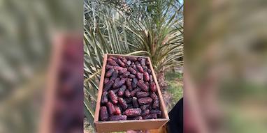 خرمای پیارم چیست؟ معرفی، خواص و خرید خرمای لوکس ایرانی